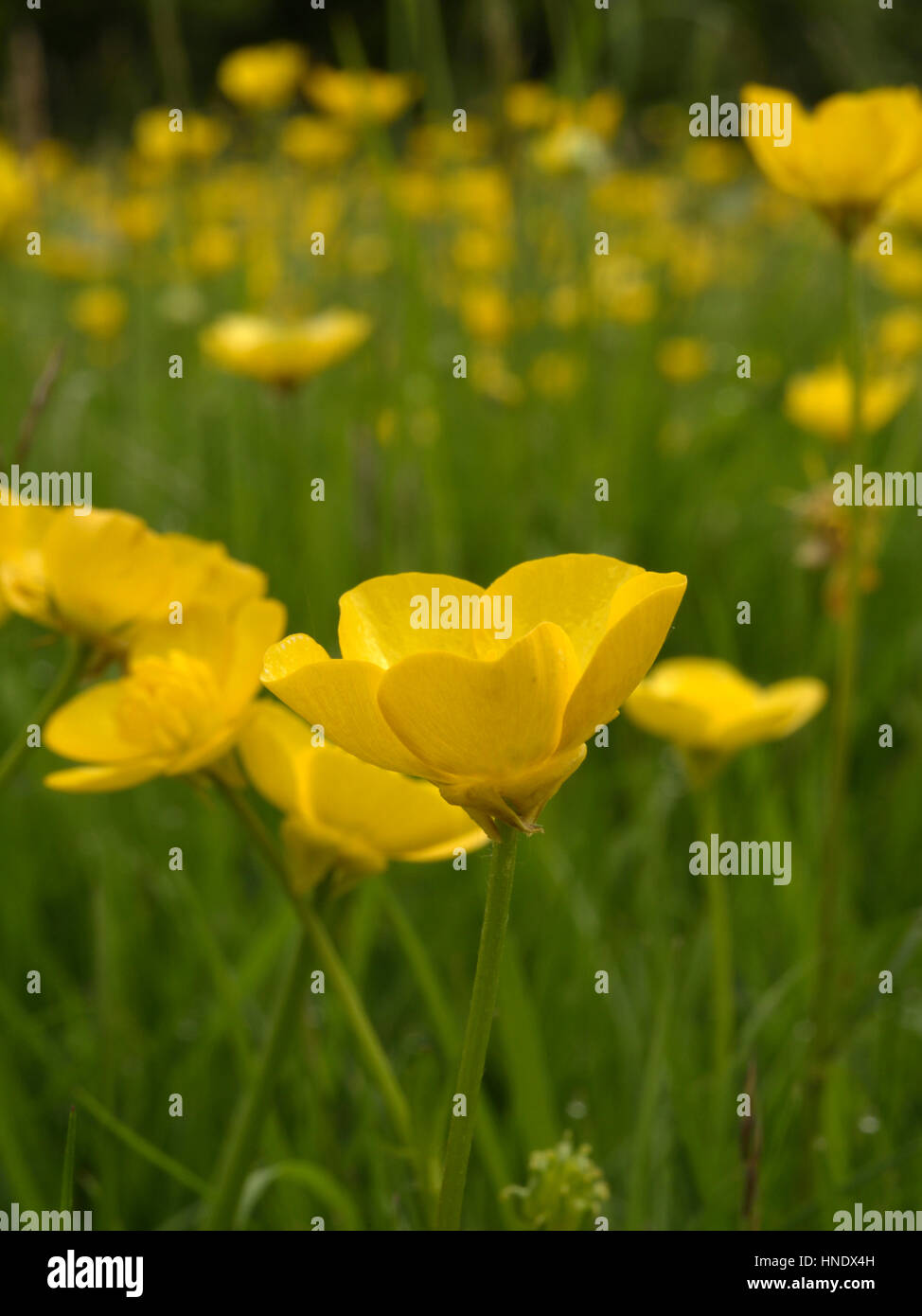 Knolligen Hahnenfuß, Ranunculus bulbosus Stockfoto