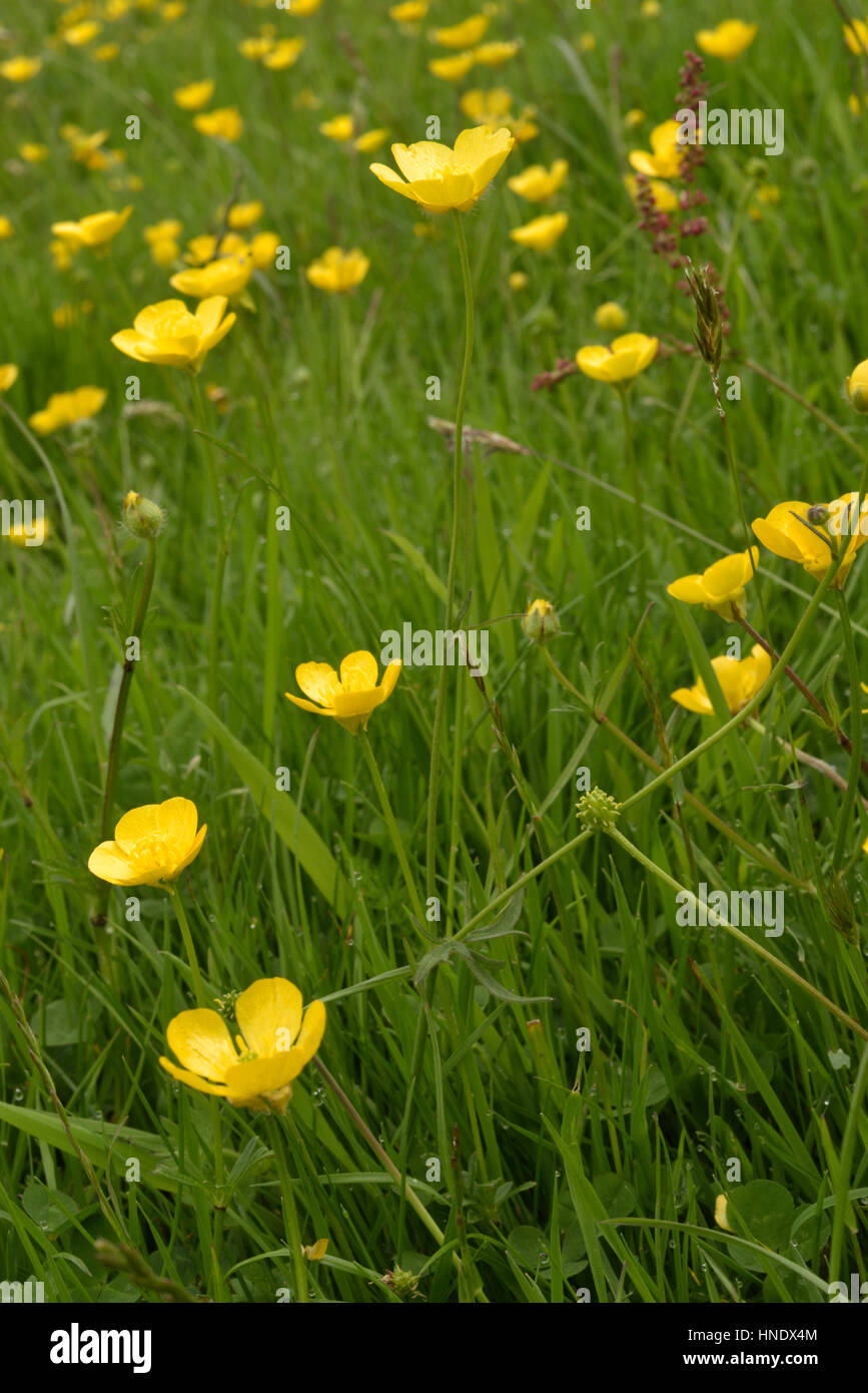 Knolligen Hahnenfuß, Ranunculus bulbosus Stockfoto