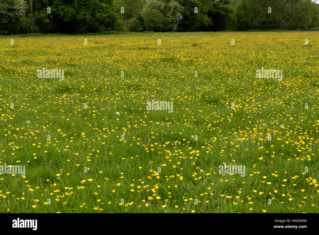 Knolligen Hahnenfuß, Ranunculus Bulbosus in einem Feld Stockfoto