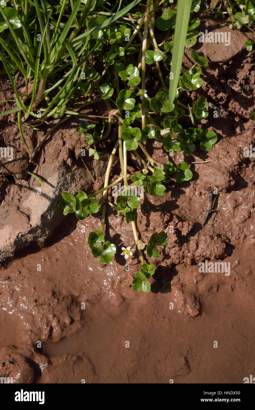 Efeu-leaved Crowfoot, Ranunculus hederaceus Stockfoto