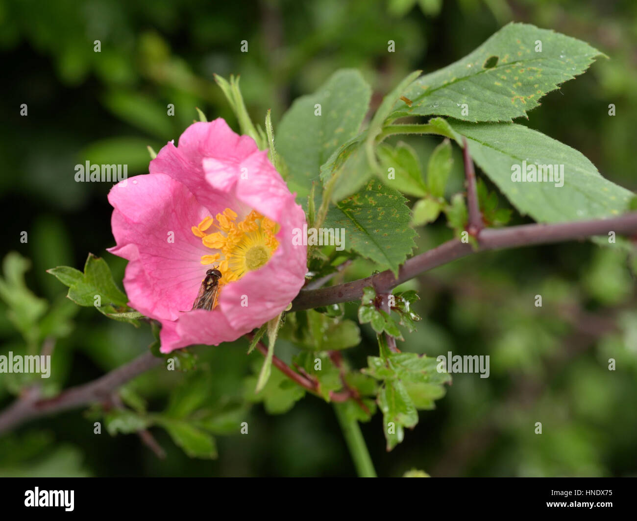Sherard Downy-Rose, Rosa Sherardii mit einer Fliege Stockfoto