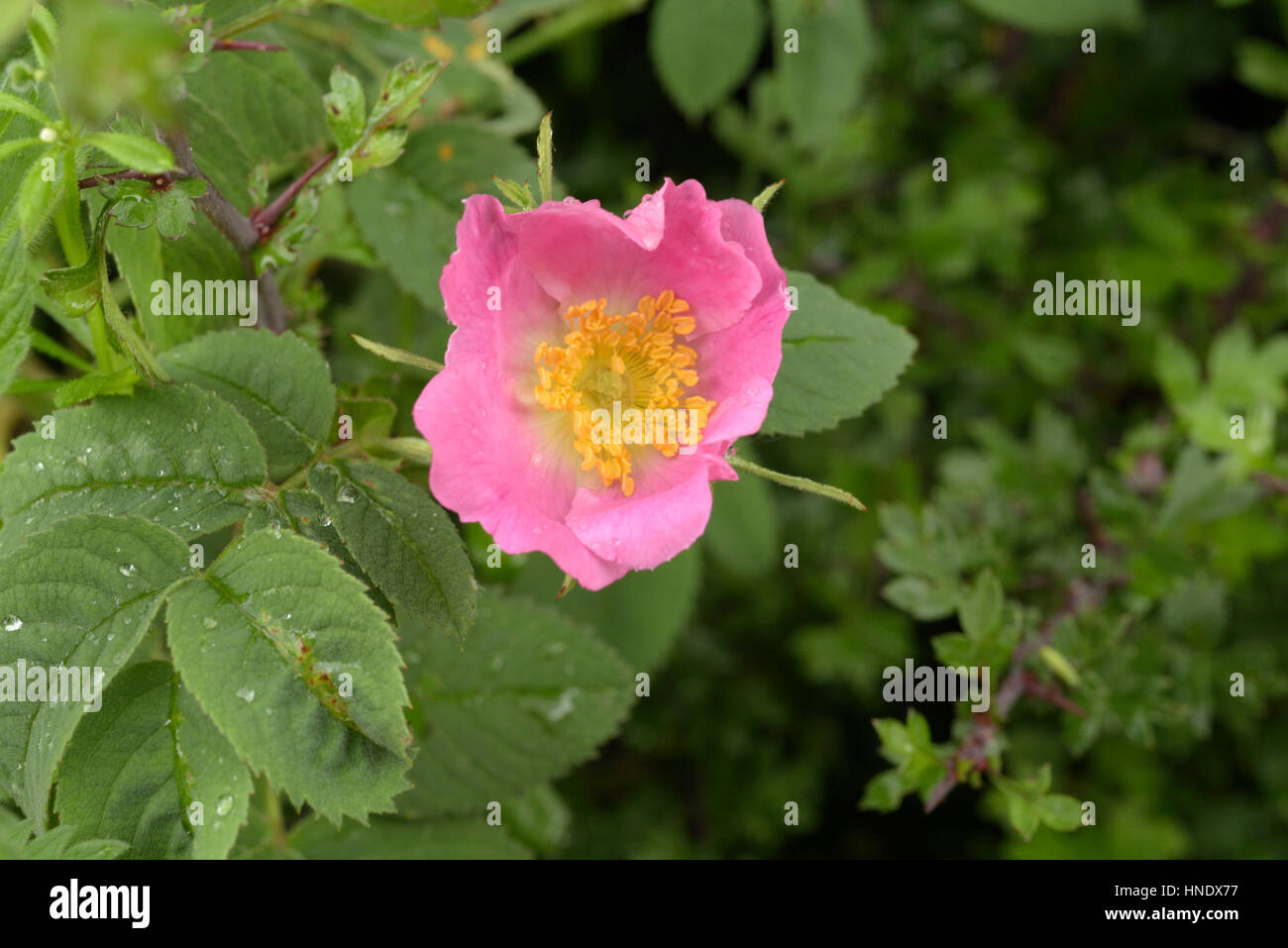 Sherard Downy-Rose, Rosa sherardii Stockfoto