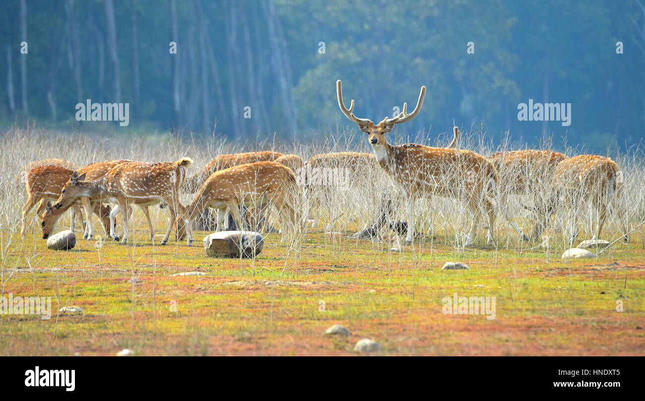 Herde von gefleckte Rehe in Jim Corbett Nationalpark Stockfoto
