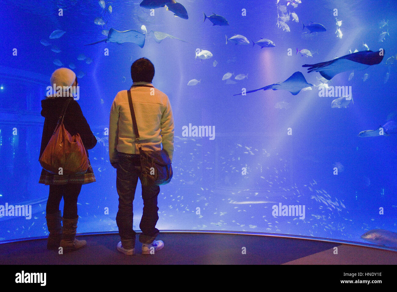 Osaka Aquarium Kaiyukan, Urlauber, die die massiven Panzer, Bay Area, Osaka, Japan, Asien Stockfoto