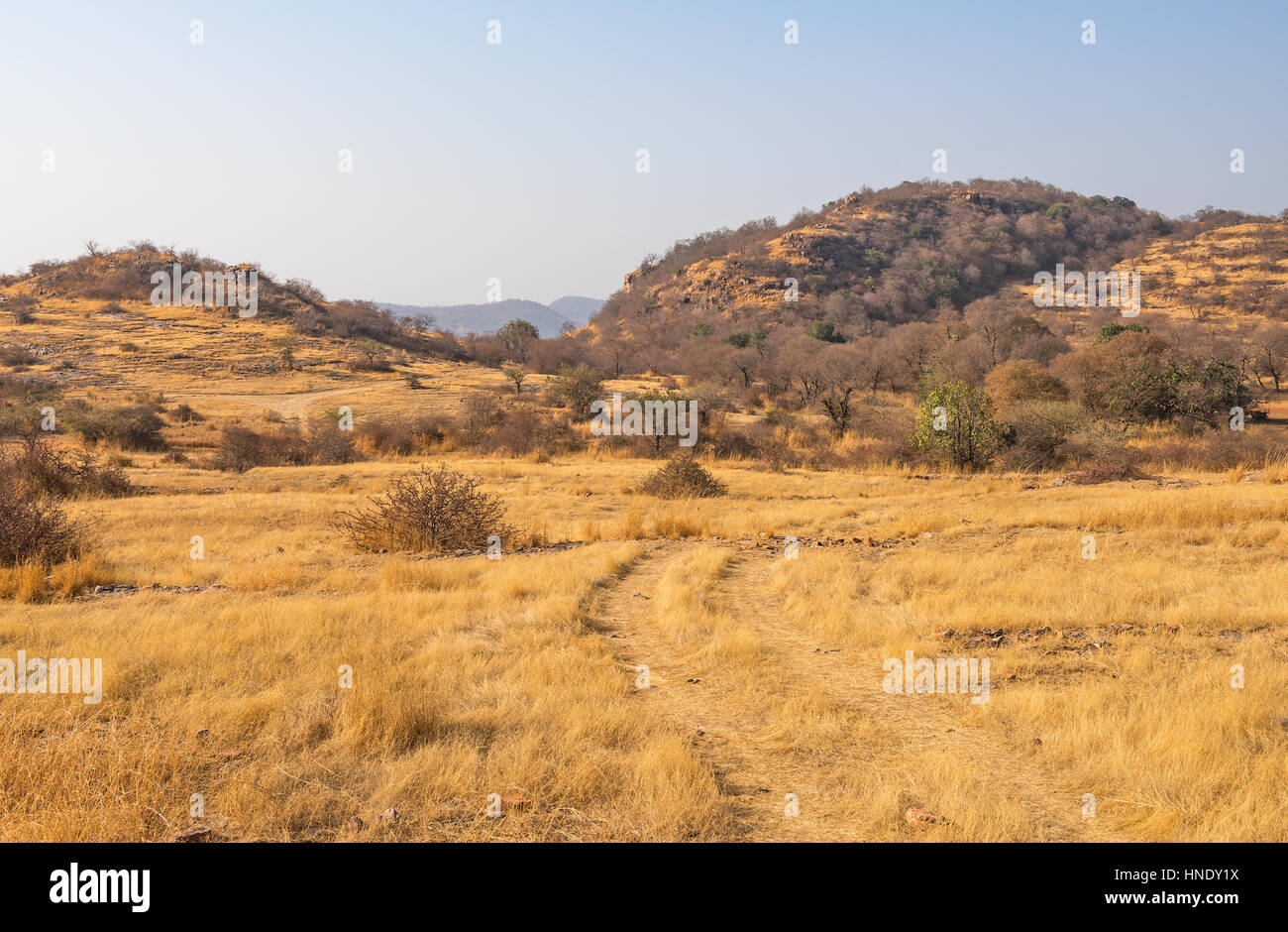Grünland-Landschaft in Ranthambhore National Park Stockfoto