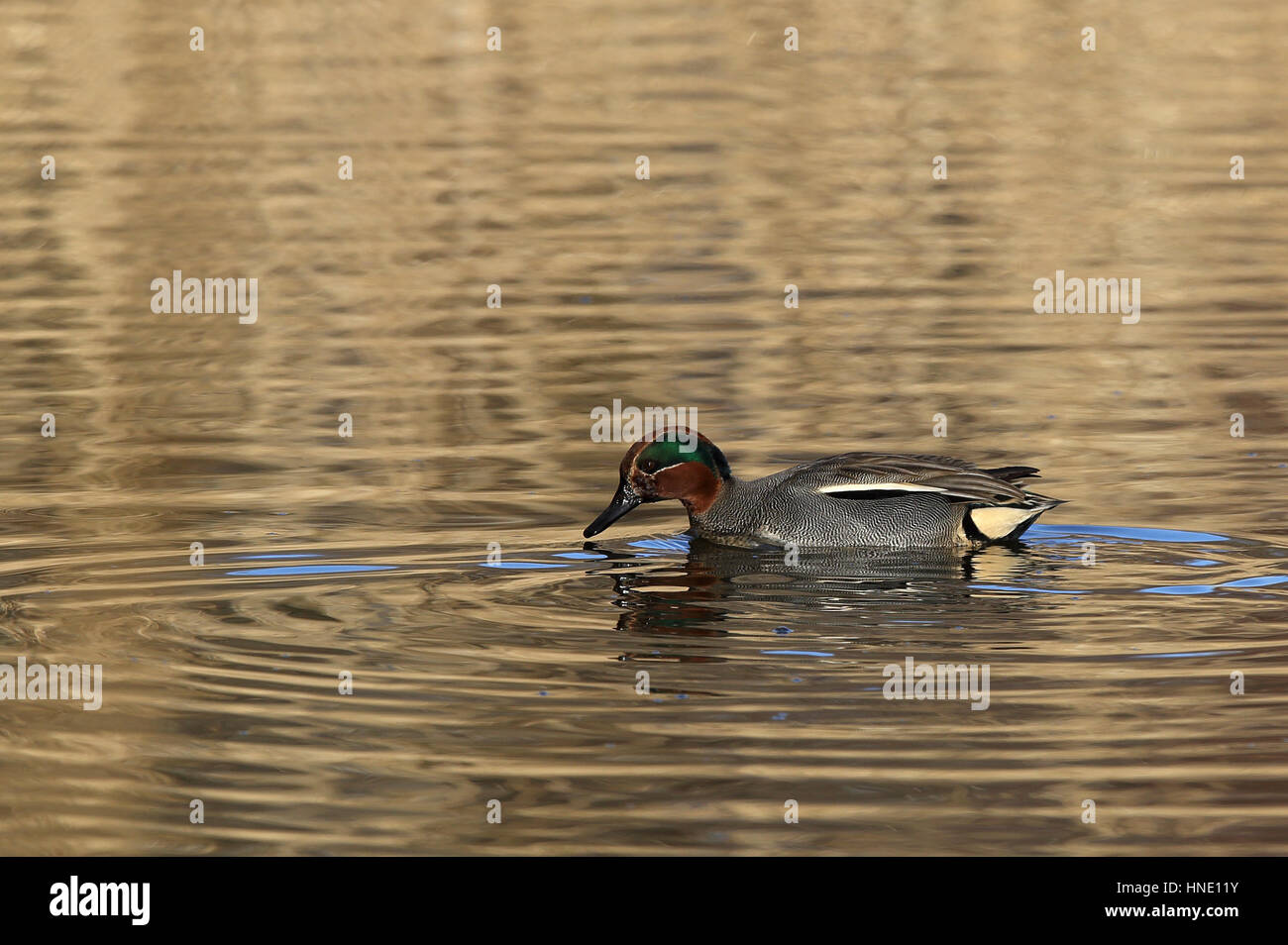 Männliche Krickente (Anas Vogelarten) Stockfoto