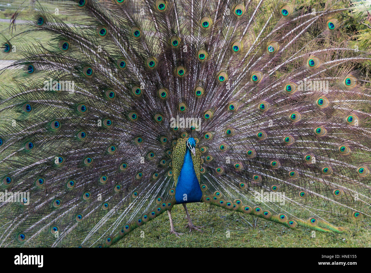 Ein Pfau Pavo Cristatus mit seinen Federn sinke, Blackbrook Zoo, England Stockfoto