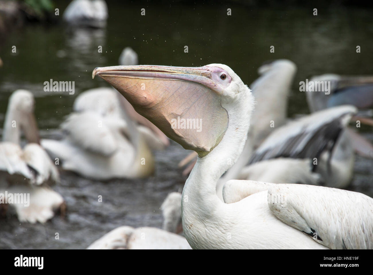Ein Erwachsenen Pelikan verschlang einen Schluck von Fisch, Blackbrook Zoo, England Stockfoto