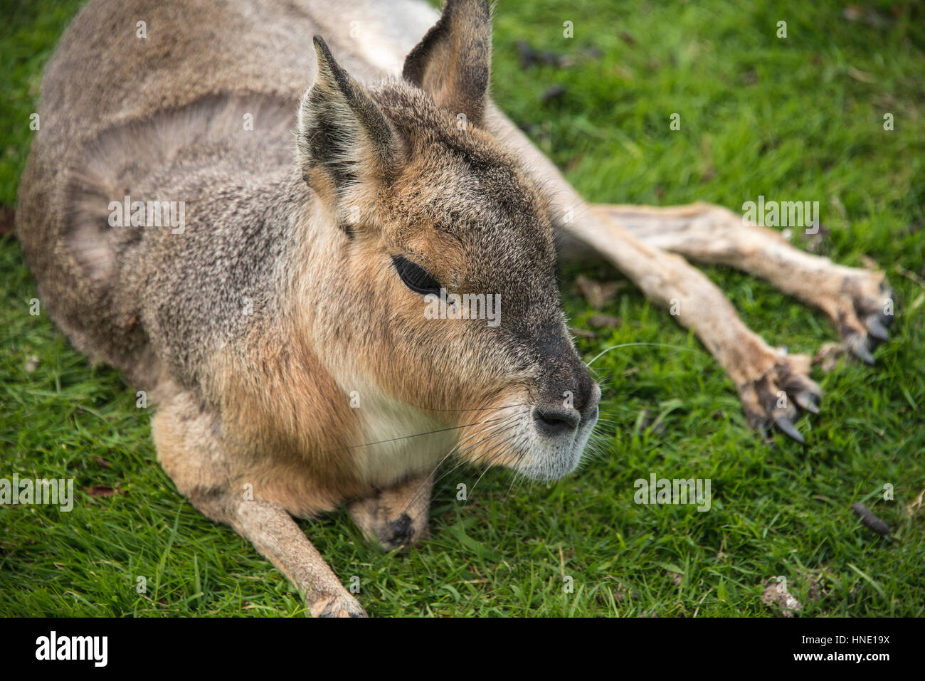 Patagonische Cavia Blackbrook Zoo, Staffordshire Stockfoto