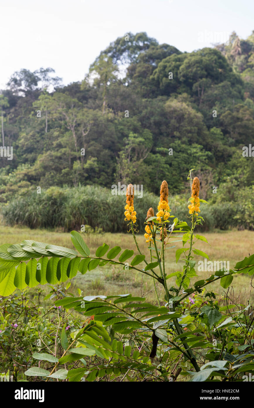 Blumen, Sinharaja Forest Reserve, Sri Lanka Stockfoto