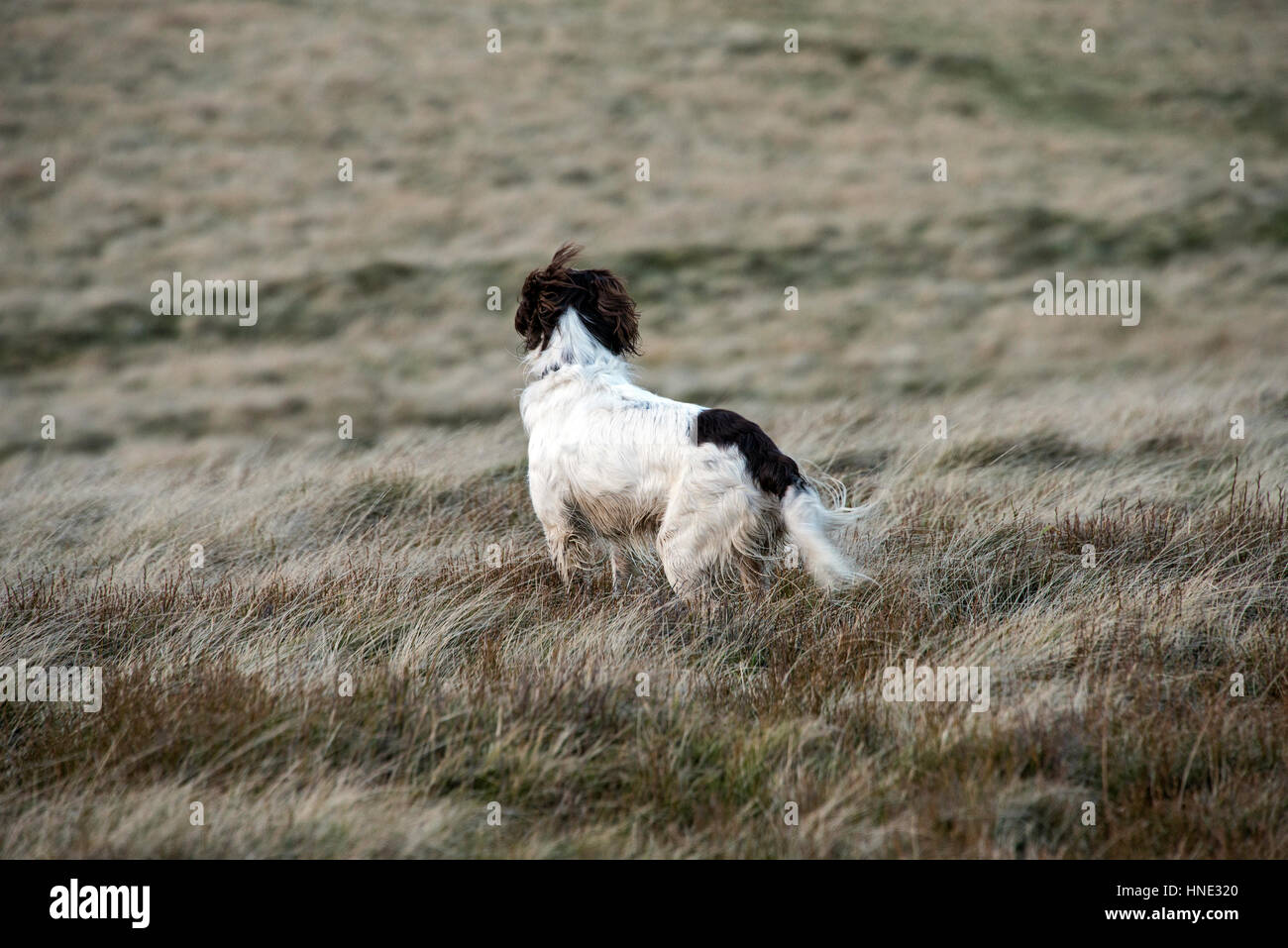 Eine Springer Spaniel steht gerade auf Moorland im Vereinigten Königreich Stockfoto