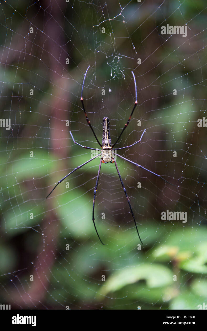 Golden Orb Weaver, Nephila Pilipes, Sinharaja Forest Reserve, Sri Lanka Stockfoto