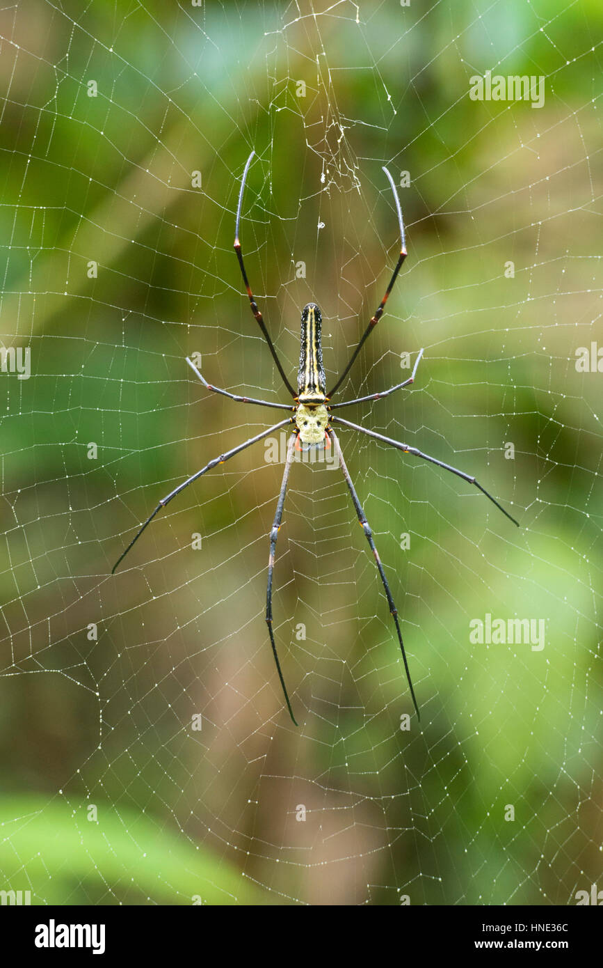 Golden Orb Weaver, Nephila Pilipes, Sinharaja Forest Reserve, Sri Lanka Stockfoto