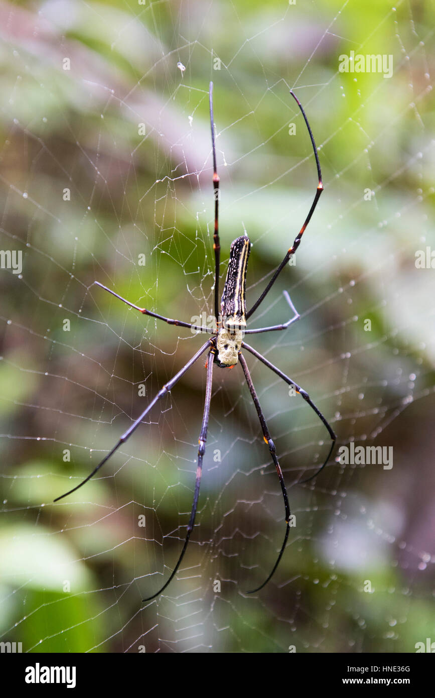 Golden Orb Weaver, Nephila Pilipes, Sinharaja Forest Reserve, Sri Lanka Stockfoto