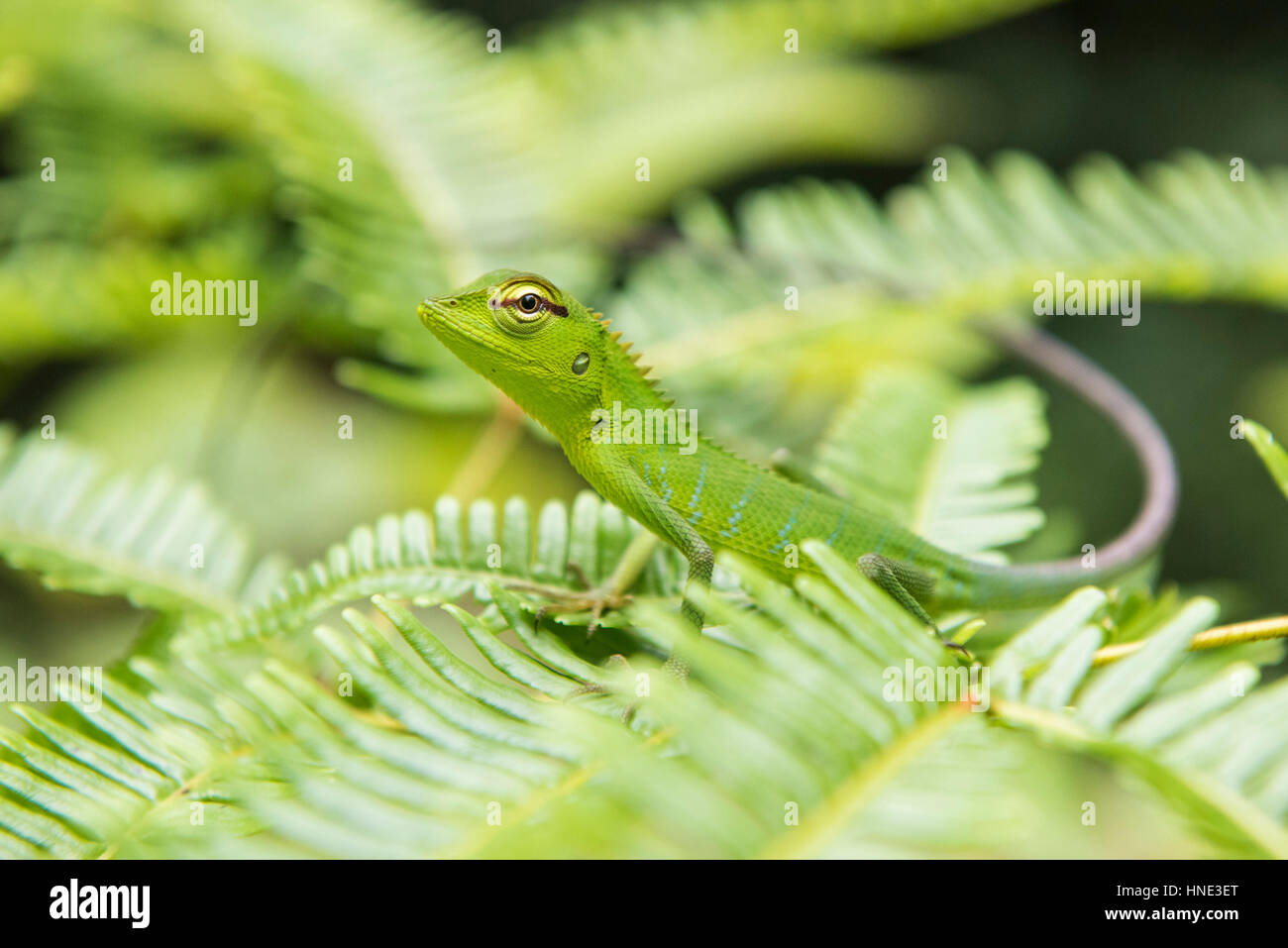 Gemeinen grünen Wald Eidechse, Calotes Calotes, Sinharaja Forest Reserve, Sri Lanka Stockfoto