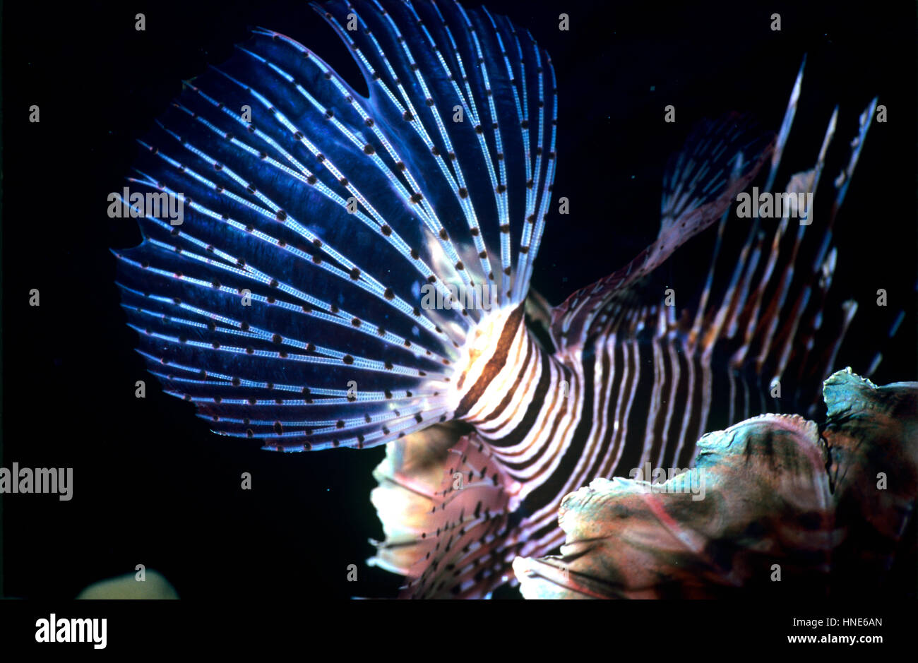 Ende ein Rotfeuerfisch (Pterois Volitans). Im Gegensatz zu den meisten Fischen ist die Schwanzflosse nicht gegabelt, sondern abgerundet - mit Sonnenstrahlen, die durch Membranen verbunden. Im Roten Meer. Stockfoto