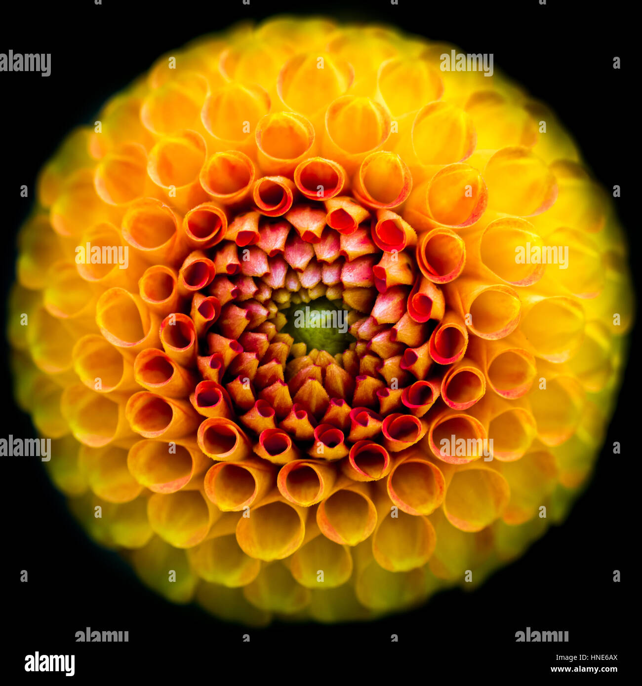 Rot-gelb Dahlia Blume Stockfoto