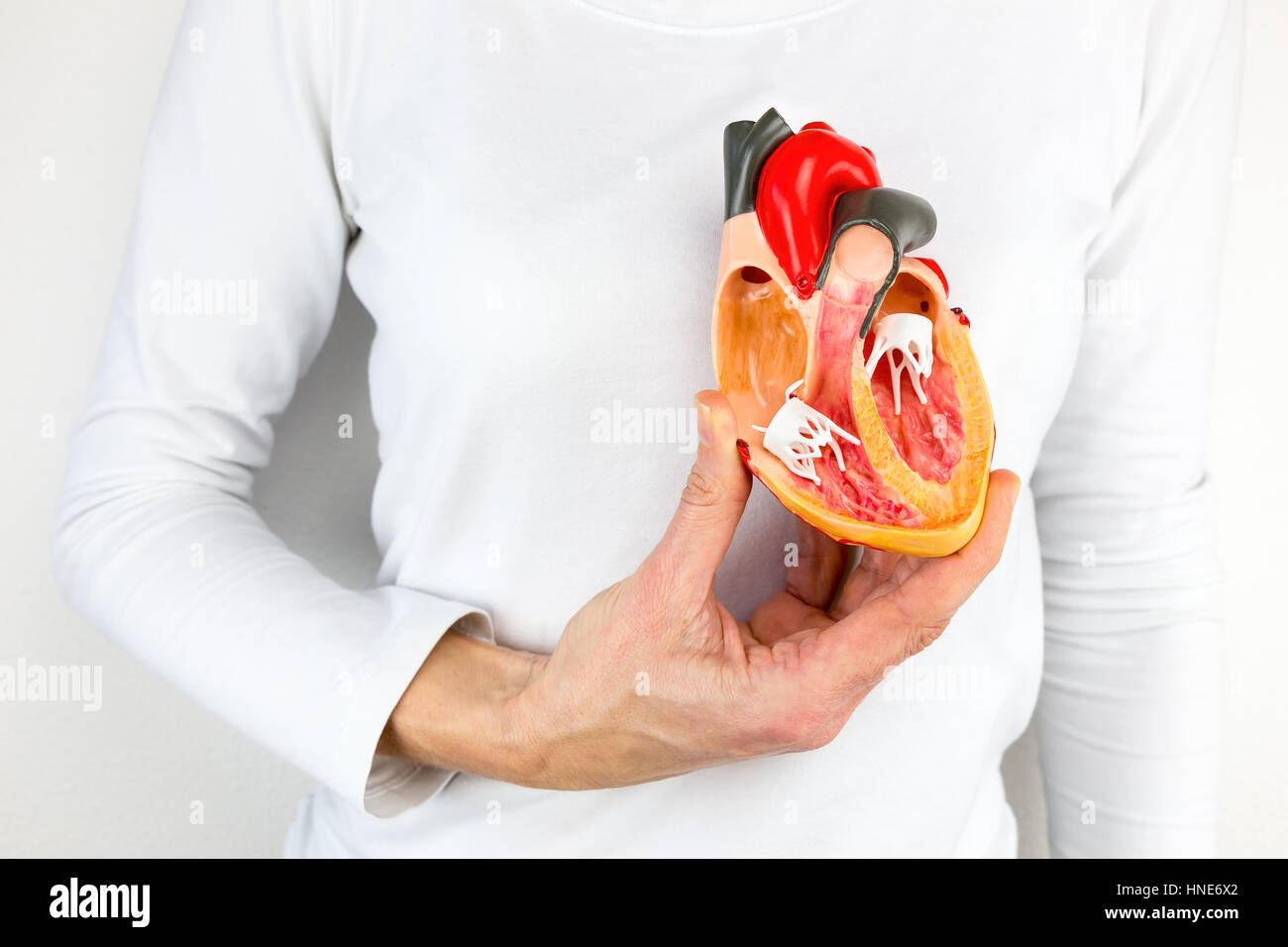 Weibliche Hand mit offenen menschlichen Herzmodell am Körper Stockfoto