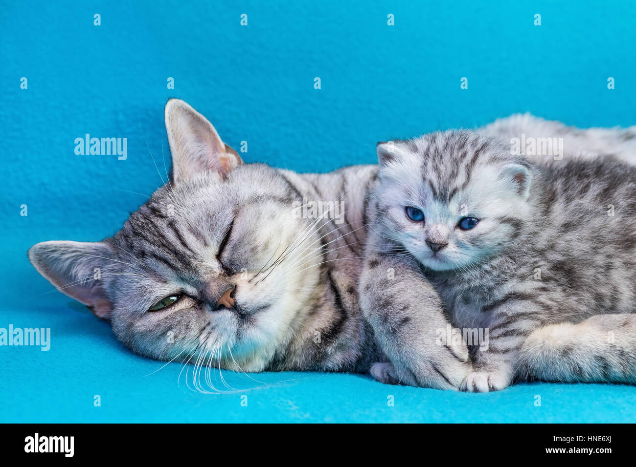 Britisch Kurzhaar Schwarz Silber Tabby Katzenmutter liegend mit jungen Kätzchen auf blaue Kleidungsstücke entdeckt Stockfoto