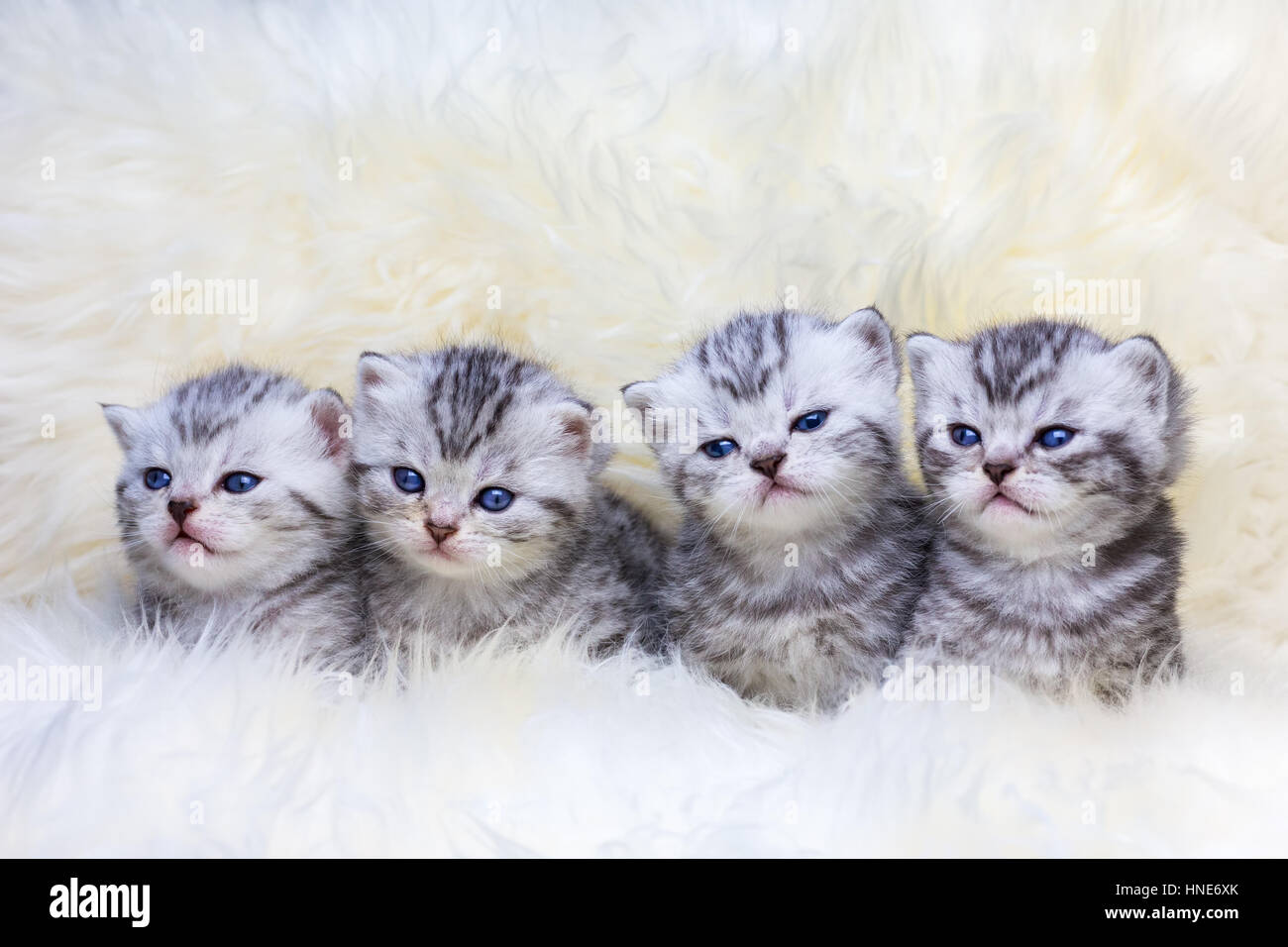 Nest mit Britisch Kurzhaar Silber Tabby Kätzchen in Folge Stockfoto