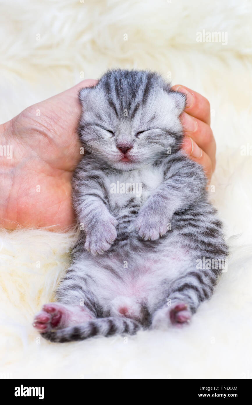 Neugeborenen Britisch Kurzhaar Silber Tabby Katze schläfrig in der Hand liegend Fell Stockfoto