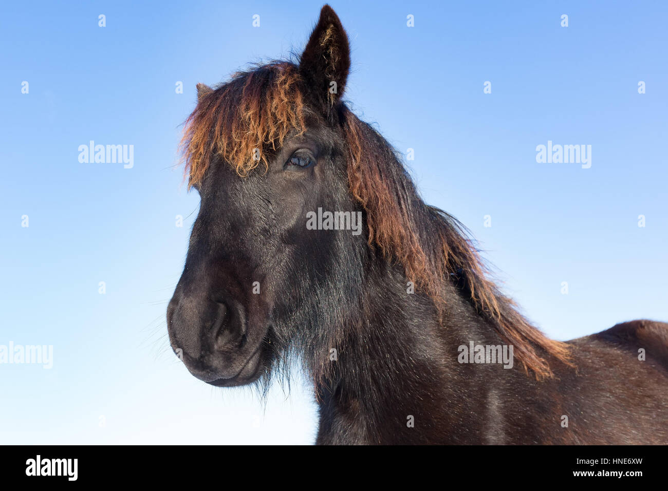 Porträt Kopf des schwarzen Fries Pferd mit blauem Himmel Stockfoto