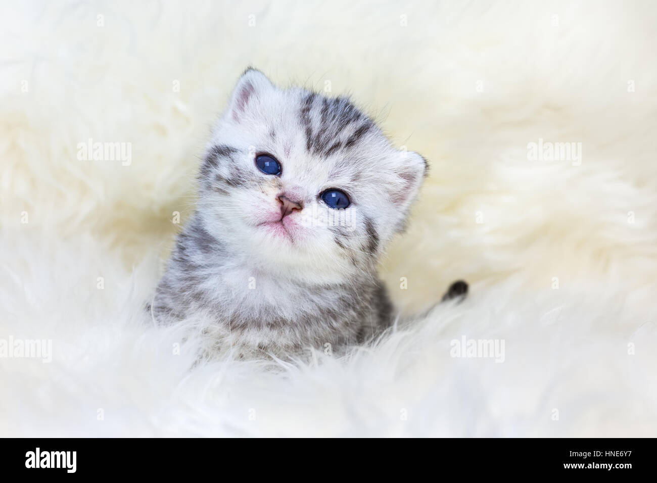 Junge Silber Tabby Katze auf Schaf Fell Stockfoto