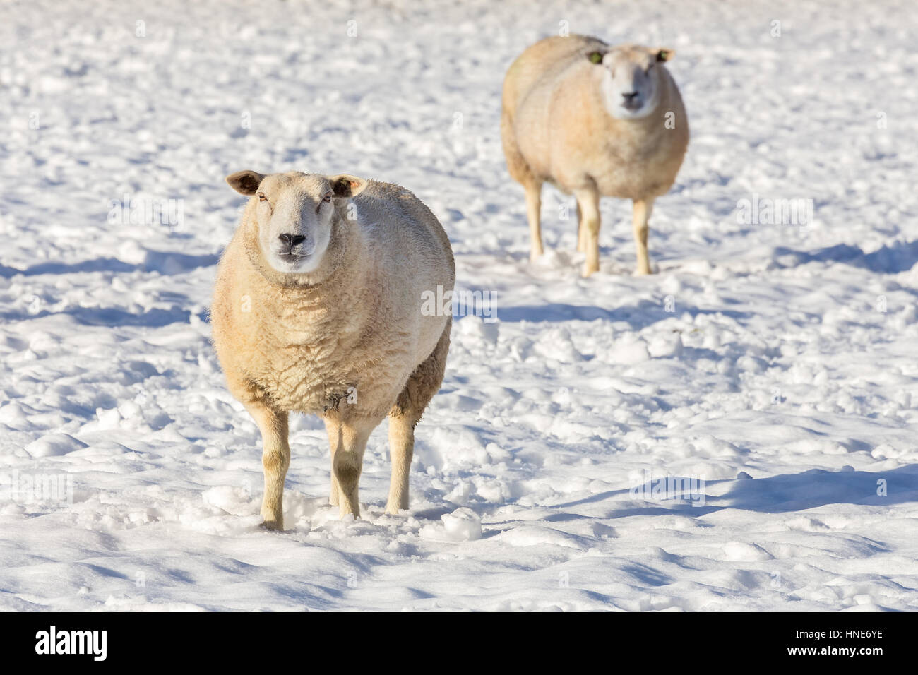 Zwei Schafe stehen im weißen Schnee im winter Stockfoto