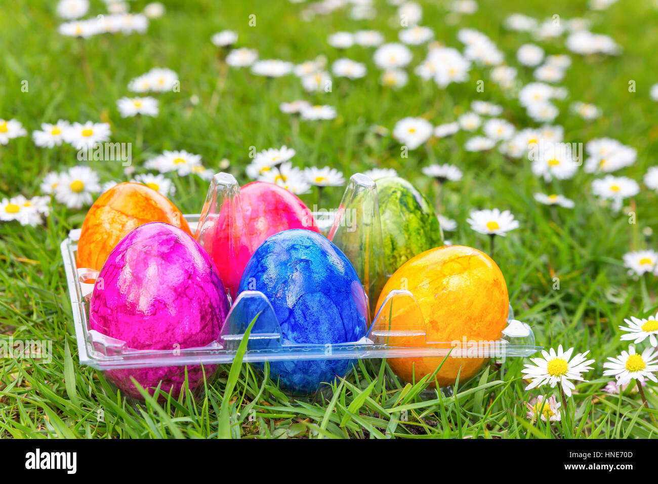Bunt bemalte Ostereier in Grasgrün mit blühenden Gänseblümchen Stockfoto