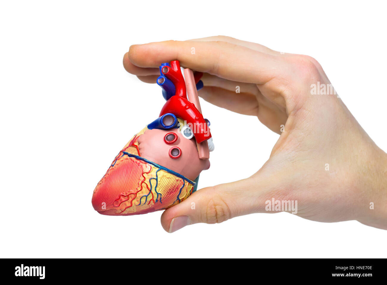 Hand hält Modell menschlichen Herzen zwischen den Fingern isoliert auf weißem Hintergrund Stockfoto