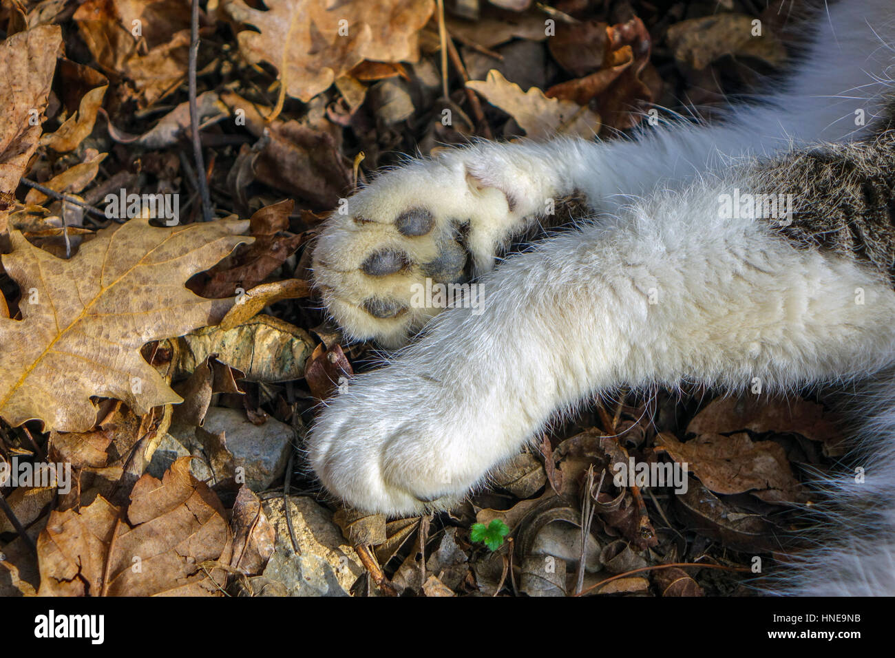 Katzen Pfoten gegen Herbstlaub Stockfoto