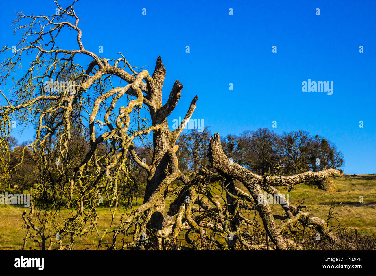 Alten Zweig gebrochen Eiche Stockfoto