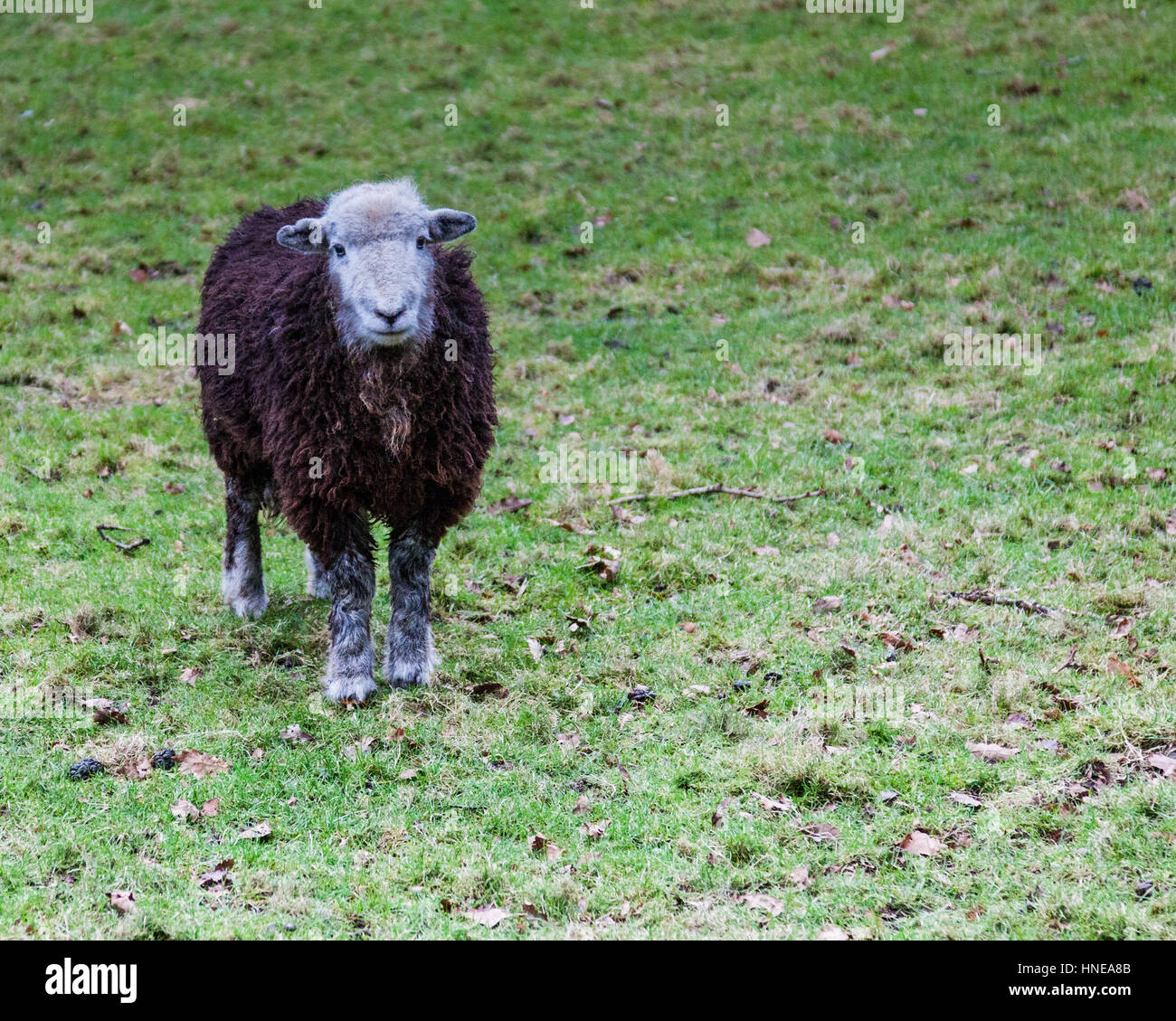 Ein Herdwick Schaf, in der Nähe von Tilberthwaite, wenig Langdale, Lake District, Cumbria Stockfoto