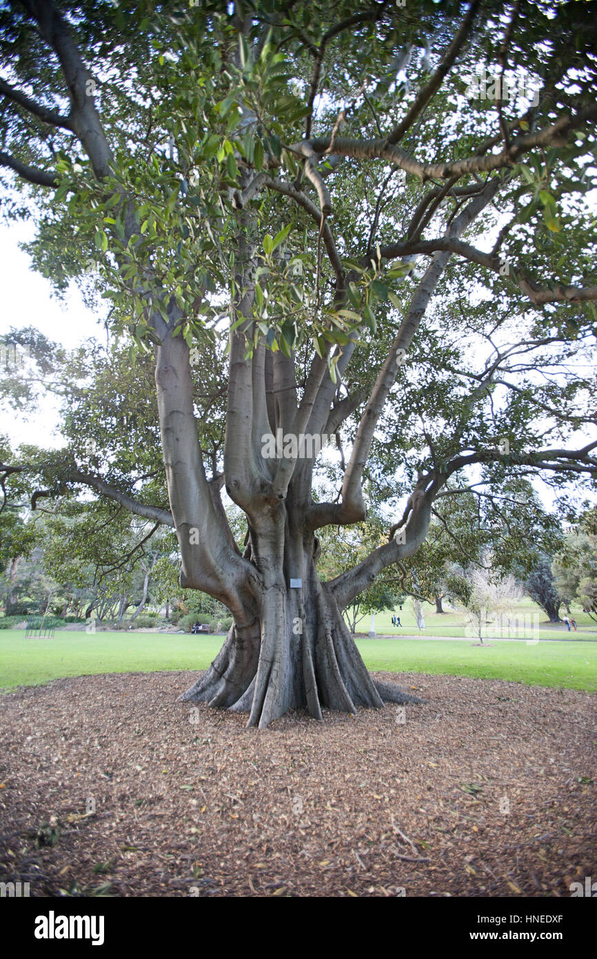 Großer Baum im Botanischen Garten, Sydney, Australien Stockfoto