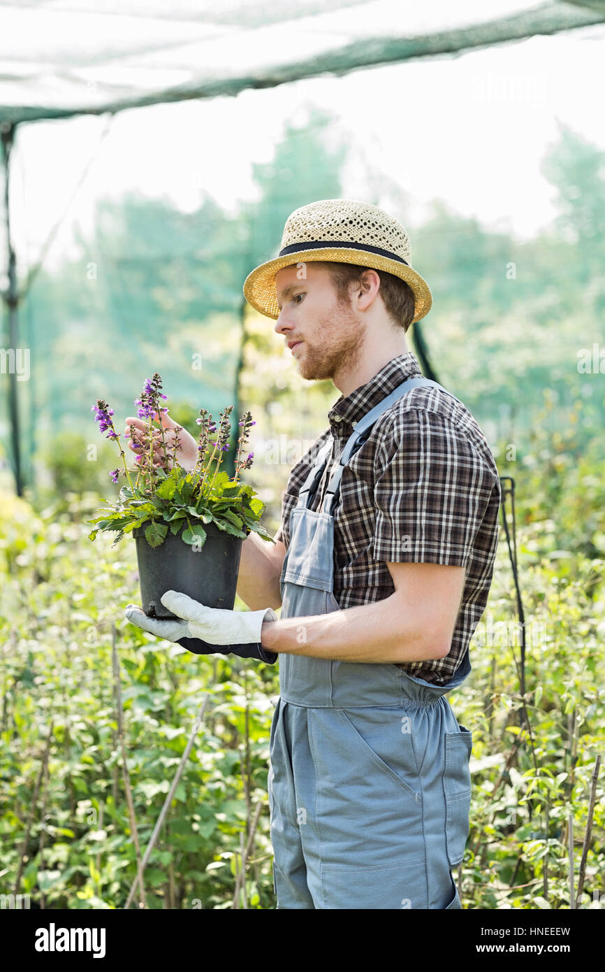 Prüfung von Blumentopf am Gewächshaus Gärtner Stockfoto