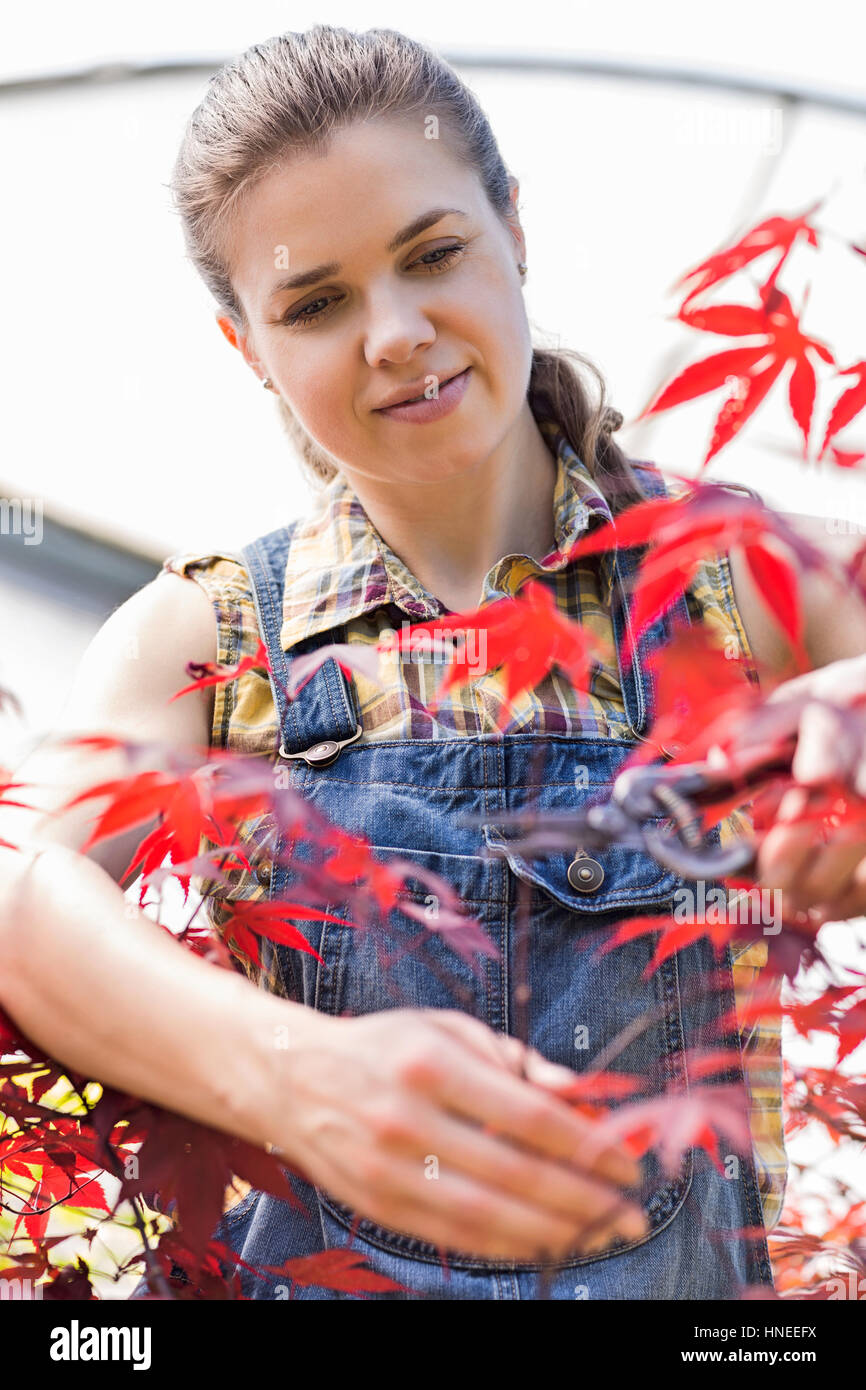 Weibliche Gärtner trimmen Ahorn Zweig Stockfoto