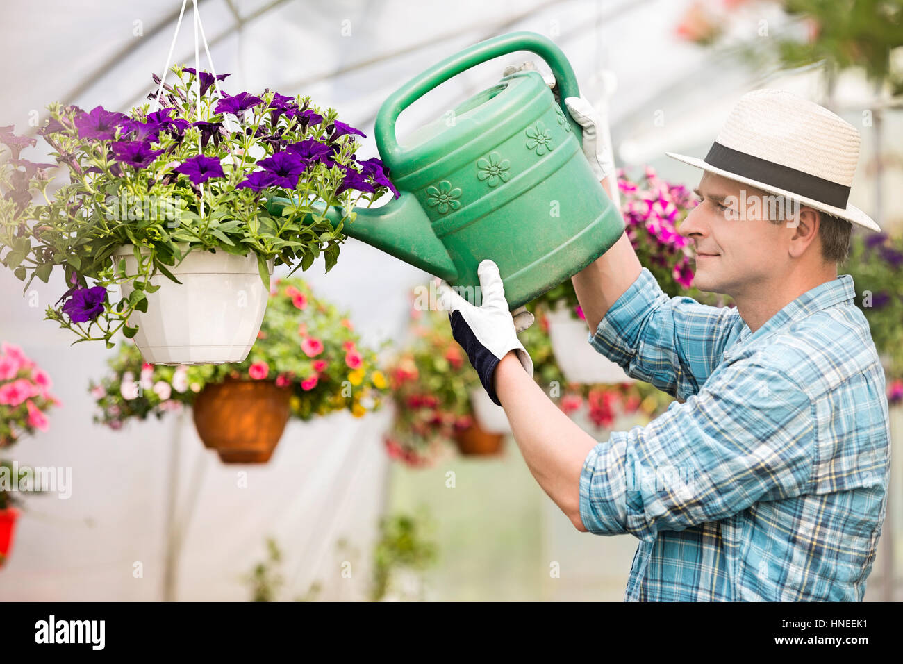 Seitenansicht der Mann mittleren Alters, die Bewässerung von Blumen Pflanzen im Gewächshaus Stockfoto