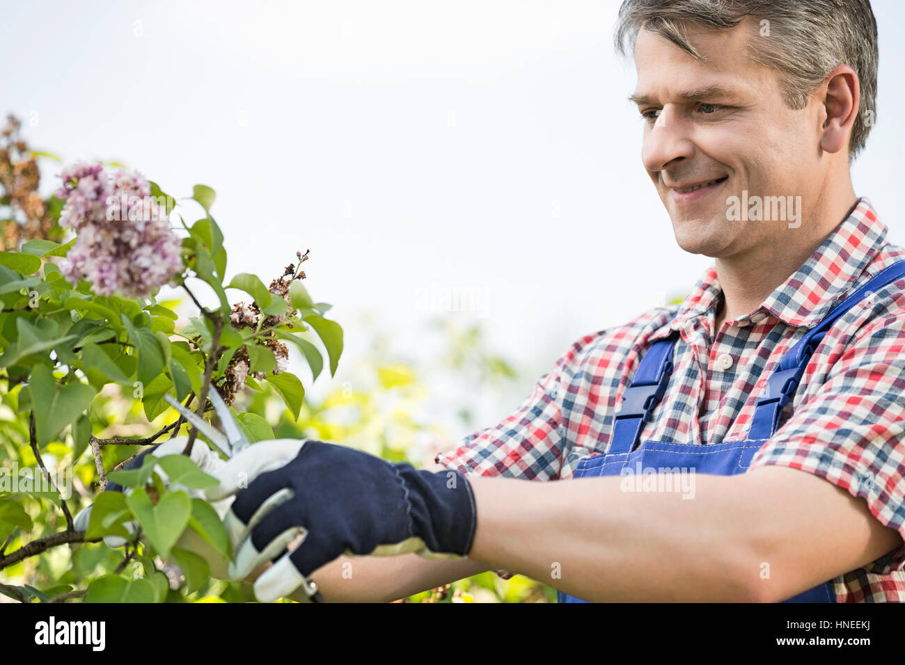 Mann Schneiden von Ästen im Garten Stockfoto