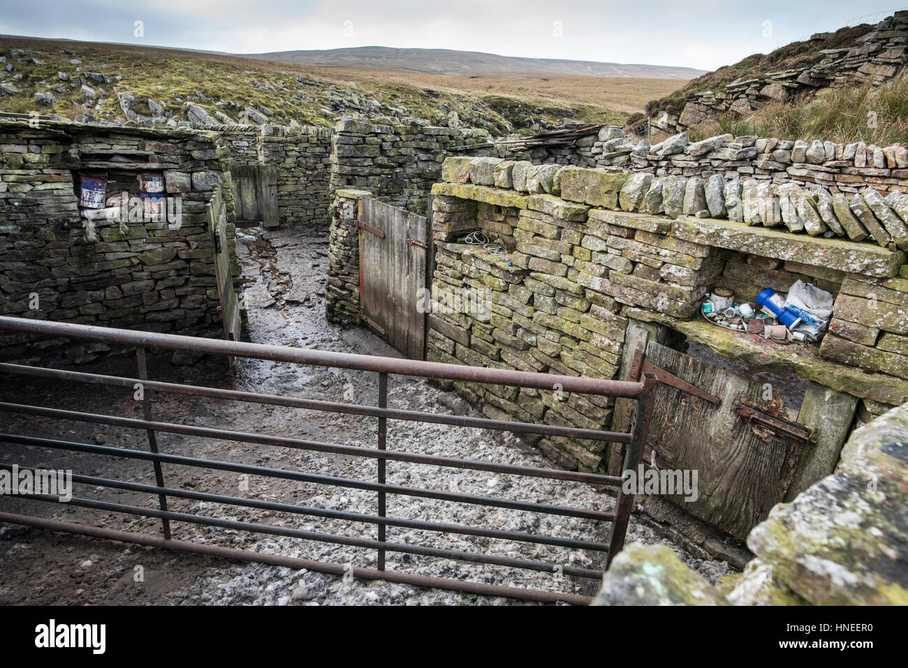 Innenraum einer aktuell verwendeten Schafstall, Tore zur Kontrolle Lager und Simsen für Werkzeuge, Yorkshire Dales National Park anzeigen Stockfoto