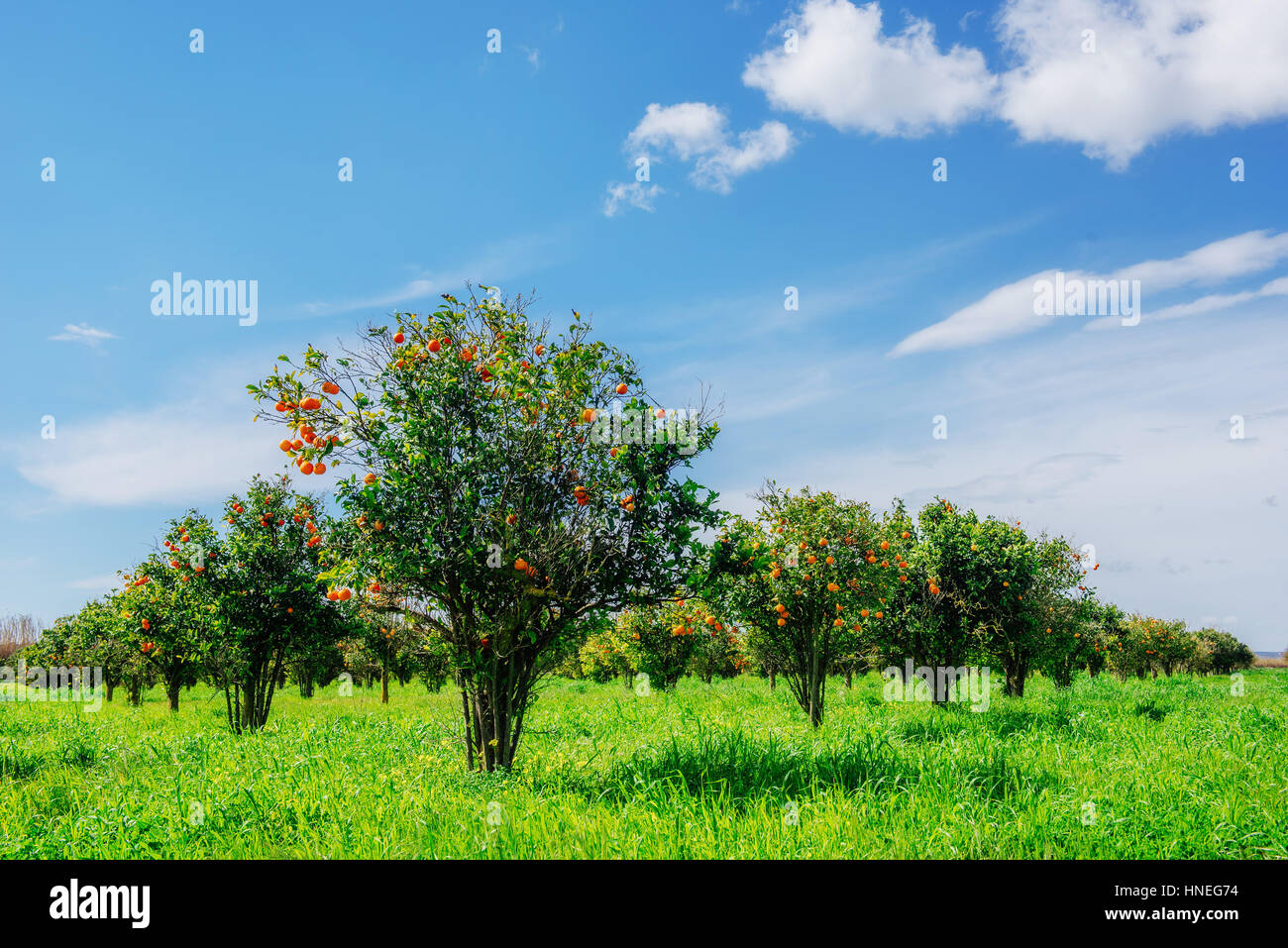 Orangen-Plantagen Stockfoto