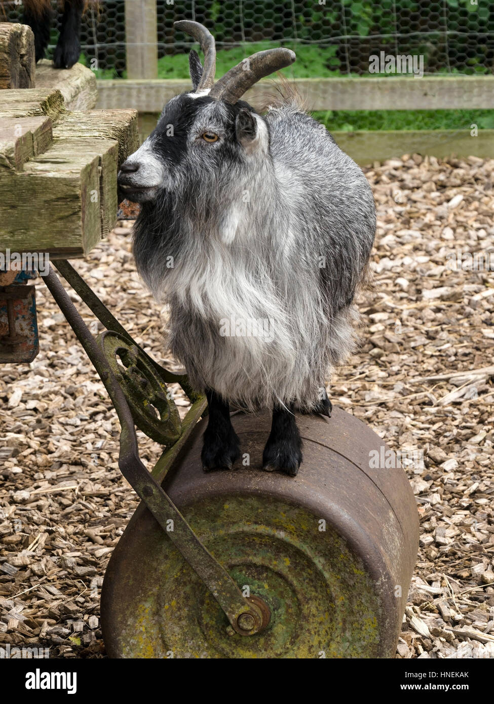 Kleine Pygmy goat stehend auf Garten Roller, England, Großbritannien Stockfoto