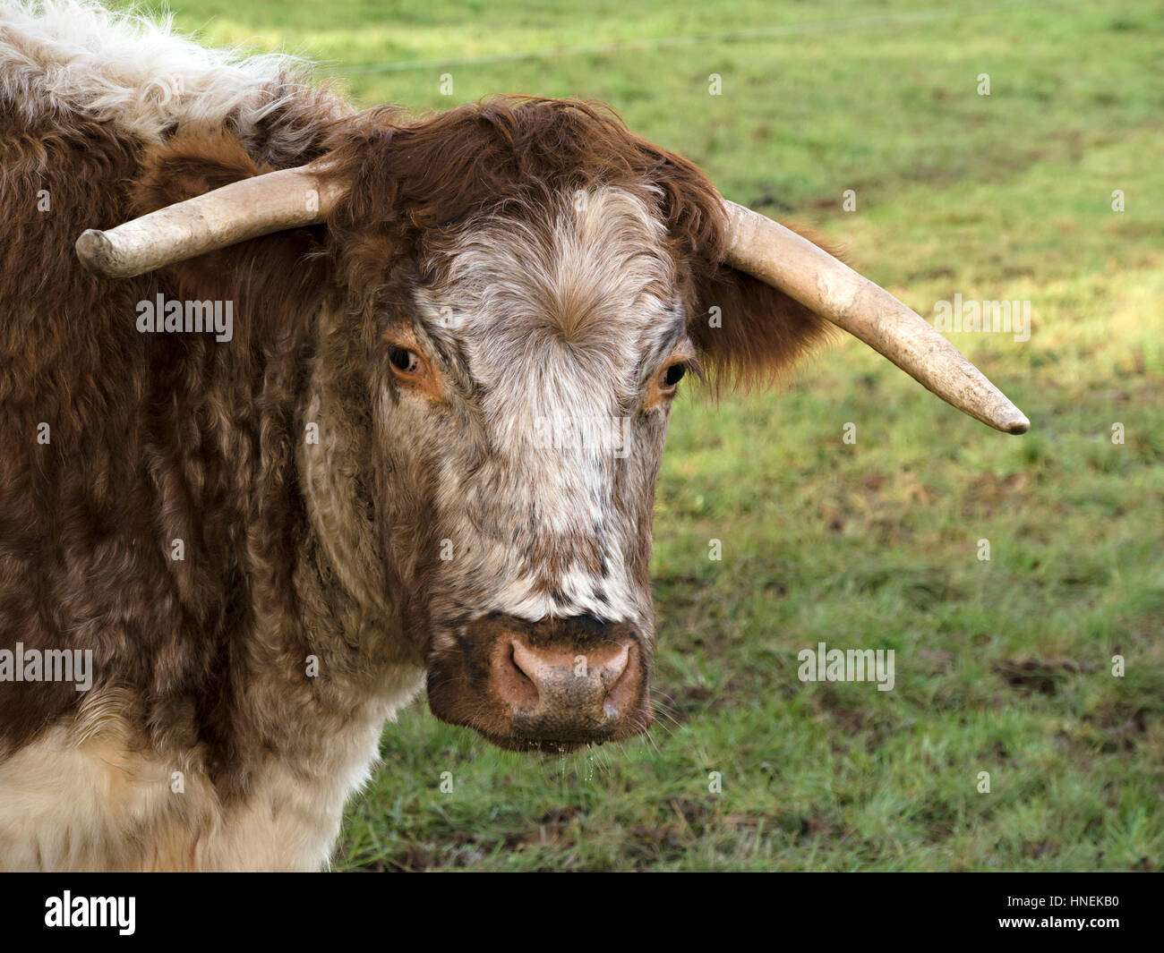 English Longhorn Kuh, UK Stockfoto