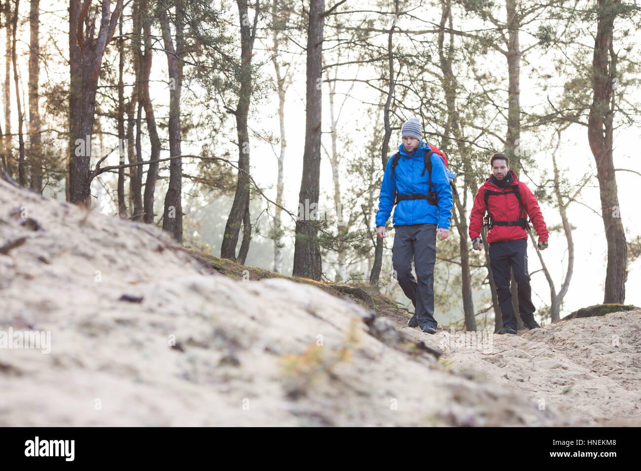 Junge männliche Rucksacktouristen Wandern im Wald Stockfoto