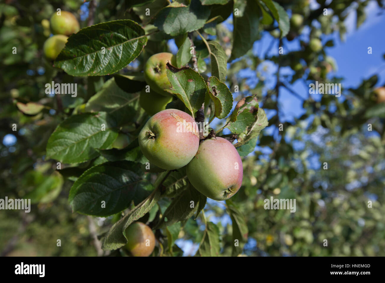 Nahaufnahme der Äpfel am Baum Reifen Stockfoto