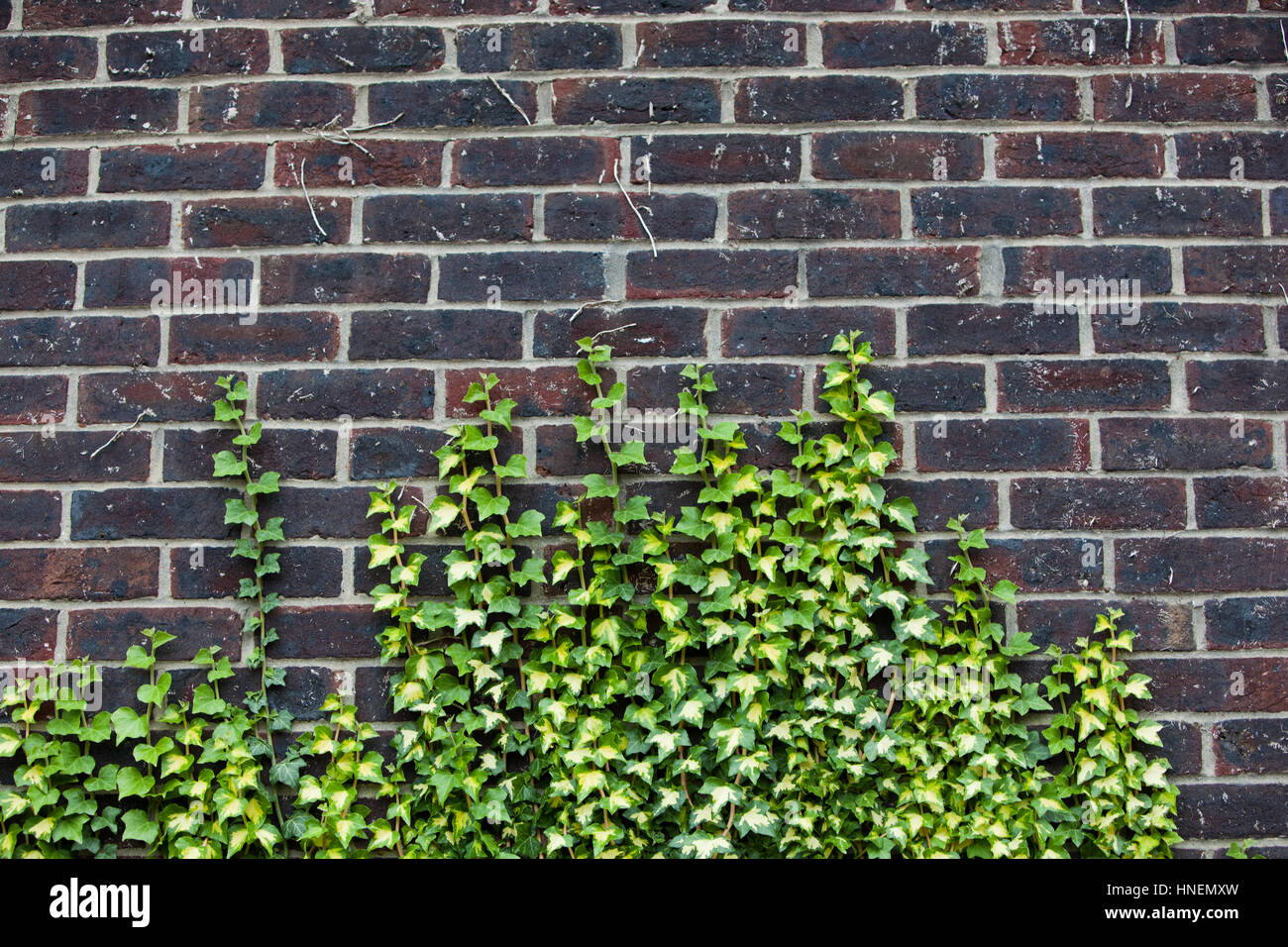 Betonwand mit Efeu, es aufwachsen Stockfoto