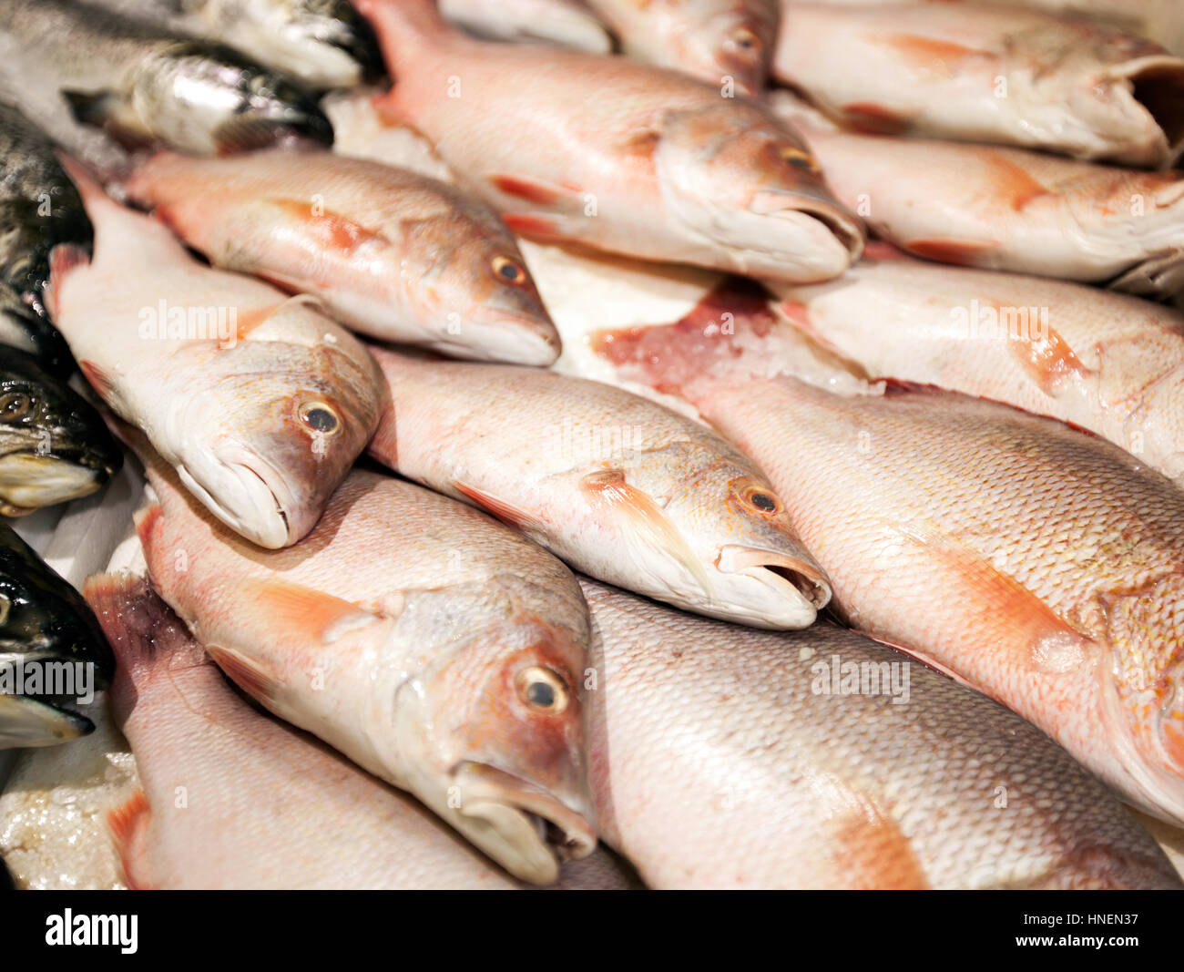 Gefangene Fische Stockfotos und -bilder Kaufen - Alamy