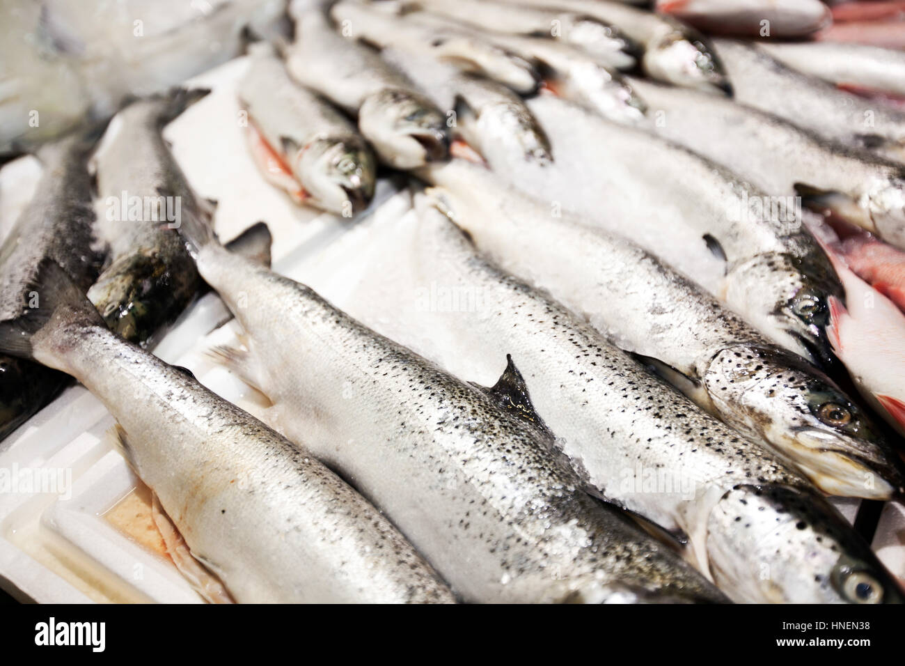 Nahaufnahme des frisch gefangenen Fische im Markt Stockfoto