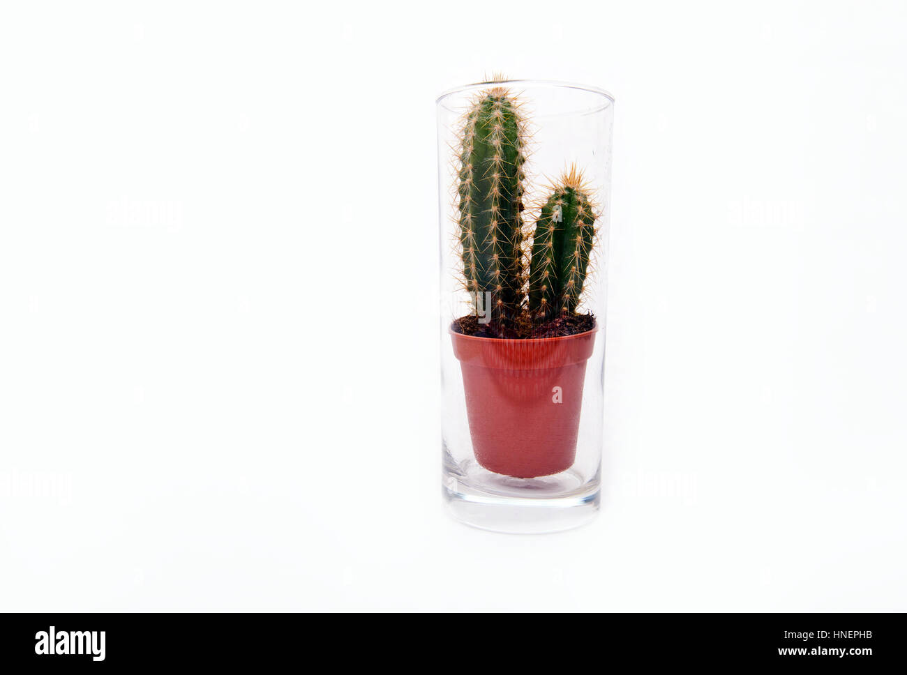 Kaktus Zimmerpflanze sitzen im leeren Glas Wasser Stockfoto