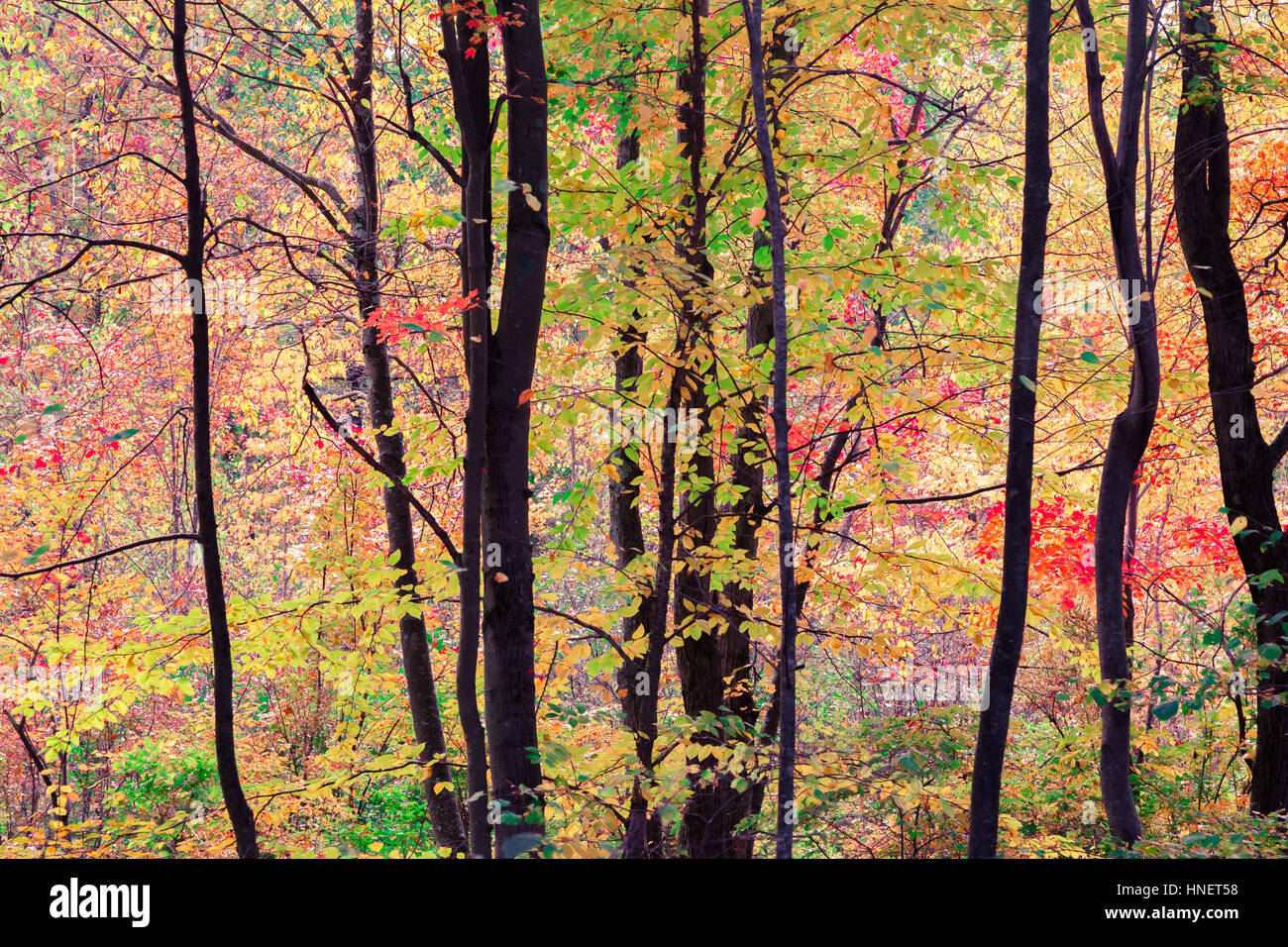 Getönten Bild von Waldbäumen in über gesättigte Farben. Stockfoto