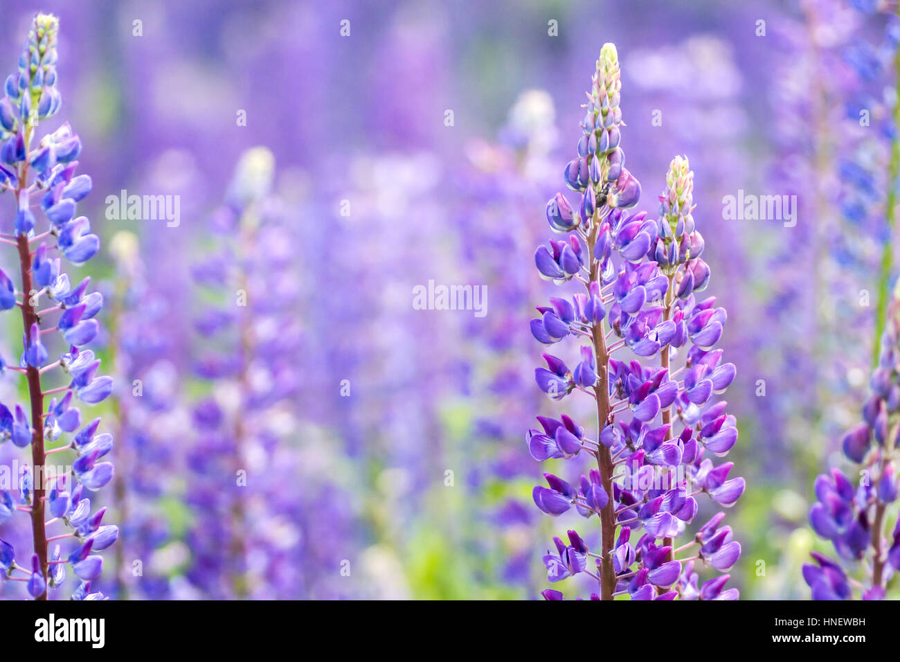 Blühenden Lupinen Blumen. Ein Feld von Lupinen. Blaue Feder und Blumen im Sommer. Sanften warmen weichen Farben, der Hintergrund jedoch unscharf. Stockfoto